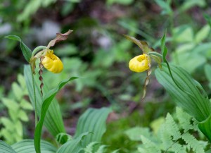 two-Small-Lady's-slippers_MG_4148_edited-1
