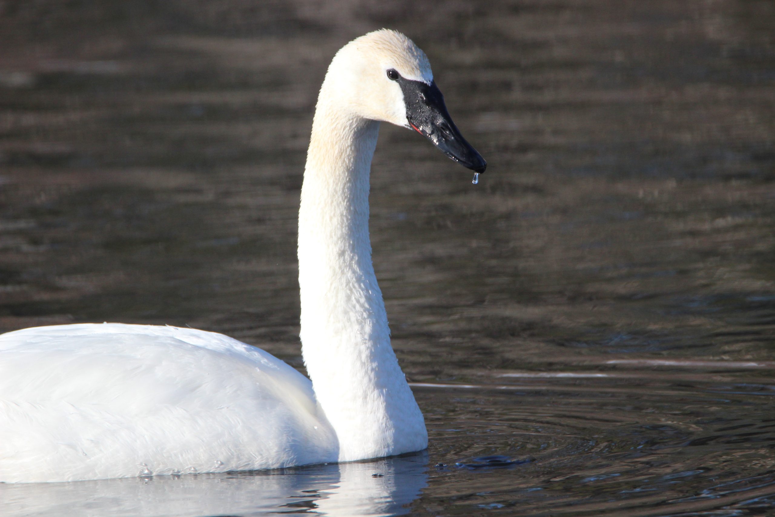 Swans Node Swans at the new NCCT Office! | North Central Conservancy Trust