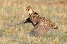 Register Now For The 2021 Wisconsin Prairie Chicken Festival!