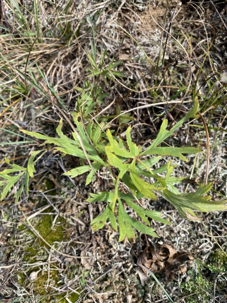 Pasque Flower Found at Suszko Ridge!