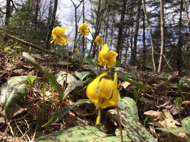 Trout lilies 2020-05-06