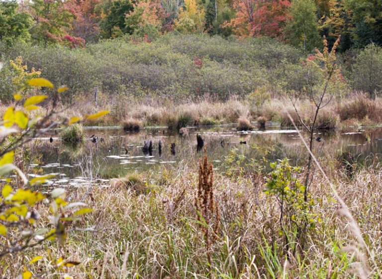 mumford-bog_MG_6775