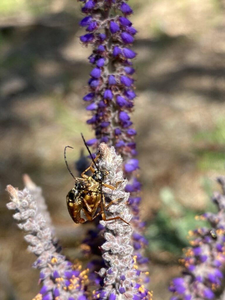 Leadplant-brendan